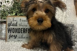 Case - Yorkshire Terrier - Yorkie for sale