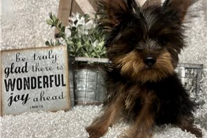 Marvel - Yorkshire Terrier - Yorkie for sale