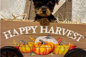 Janet - Yorkie for sale