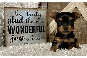 Janet - puppy for sale