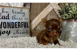Jane - puppy for sale