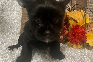 Gypsy - puppy for sale