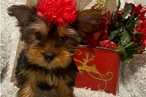 Gaby - Yorkshire Terrier - Yorkie for sale
