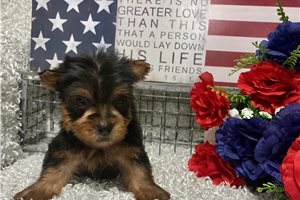 Case - puppy for sale