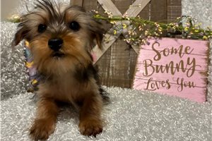 Iggy - Yorkshire Terrier - Yorkie for sale