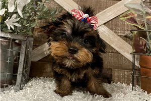 Amaury - Yorkshire Terrier - Yorkie for sale