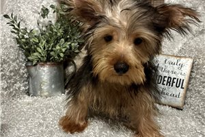 Case - Yorkie for sale