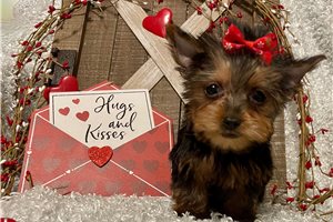 Iris - puppy for sale