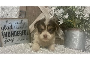 Kenny - Yorkie for sale