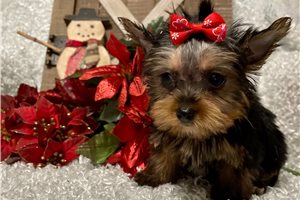 Hope - puppy for sale