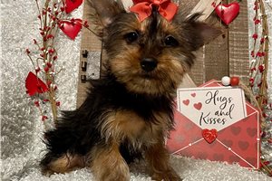 Hazel - Yorkshire Terrier - Yorkie for sale