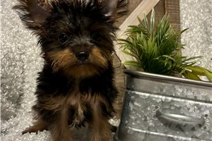 Marvel - Yorkshire Terrier - Yorkie for sale