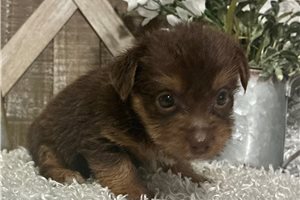 Koen - Yorkie for sale