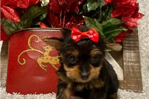 Imogen - puppy for sale