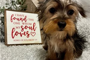 Iggy - Yorkshire Terrier - Yorkie for sale