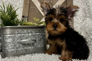 Case - Yorkshire Terrier - Yorkie for sale