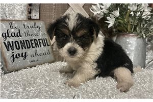 Kristoff - Yorkie for sale
