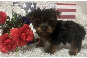 Marvel - Yorkshire Terrier - Yorkie for sale