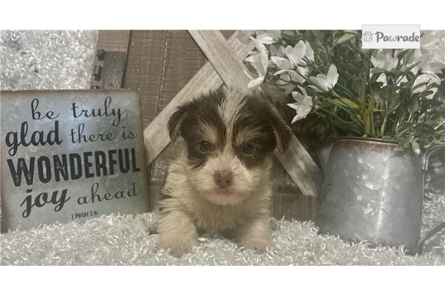 Kenny - Yorkshire Terrier for sale