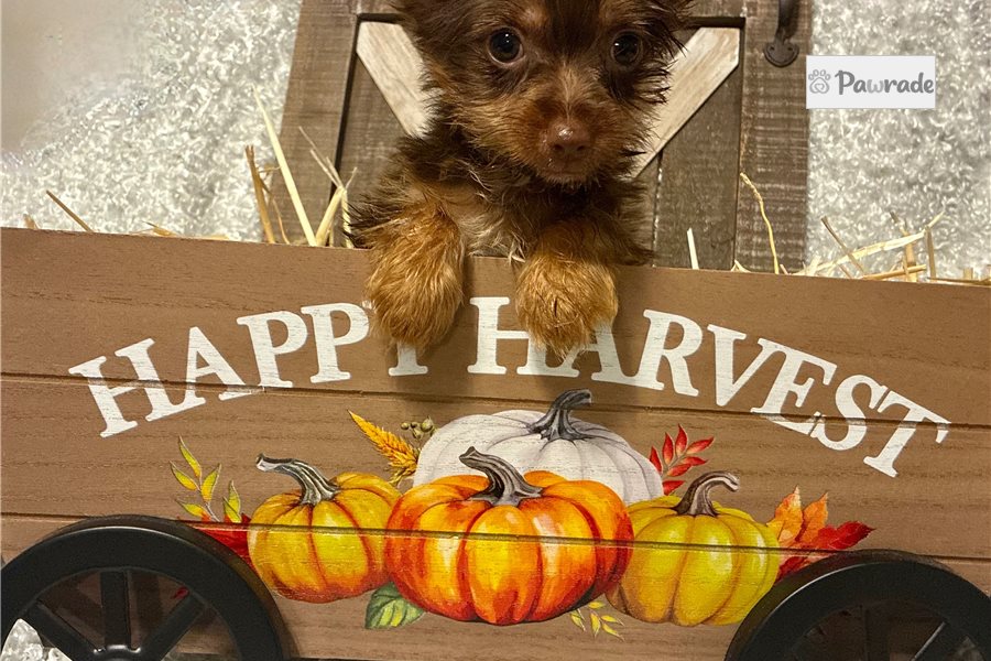 Jamie - Yorkshire Terrier for sale