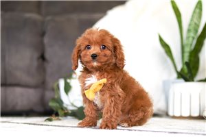 Asher - Cavapoo for sale