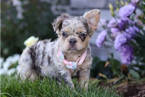 Qamra - French Bulldog for sale