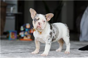 Lana - puppy for sale