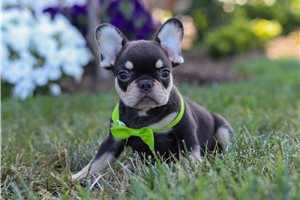 Teddy - puppy for sale