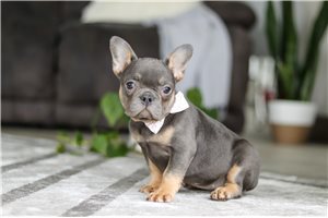 Karita - French Bulldog for sale