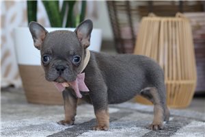 Karita - French Bulldog for sale