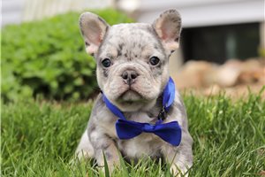 Santo - puppy for sale