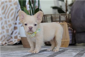 Langston - French Bulldog for sale