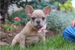 Sammy - French Bulldog for sale