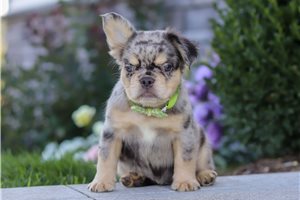 Quartz - French Bulldog for sale