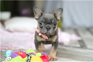 Karita - French Bulldog for sale