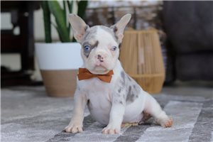 Lana - French Bulldog for sale