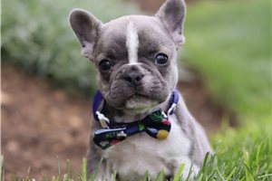 Sylvester - French Bulldog for sale