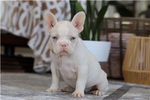Larissa - puppy for sale