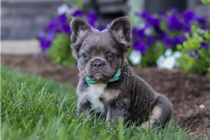 Quatro - French Bulldog for sale