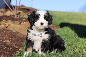 Asher - Bernedoodle, Mini for sale