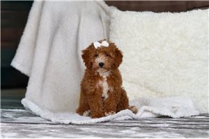 Amelia - Poodle, Miniature for sale