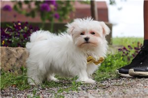 Hayden - Maltese for sale