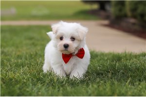 Owen - Maltese for sale