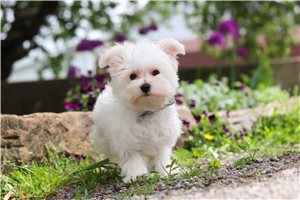 Hunter - Maltese for sale