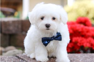 Kona - Maltese for sale