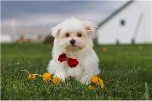 Brady - Maltese for sale