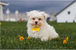 Hayden - Maltese for sale