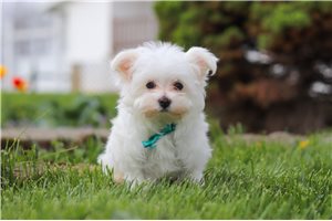 Hunter - Maltese for sale