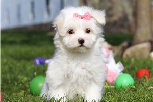 Kennedy - puppy for sale