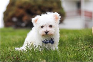 Hunter - Maltese for sale
